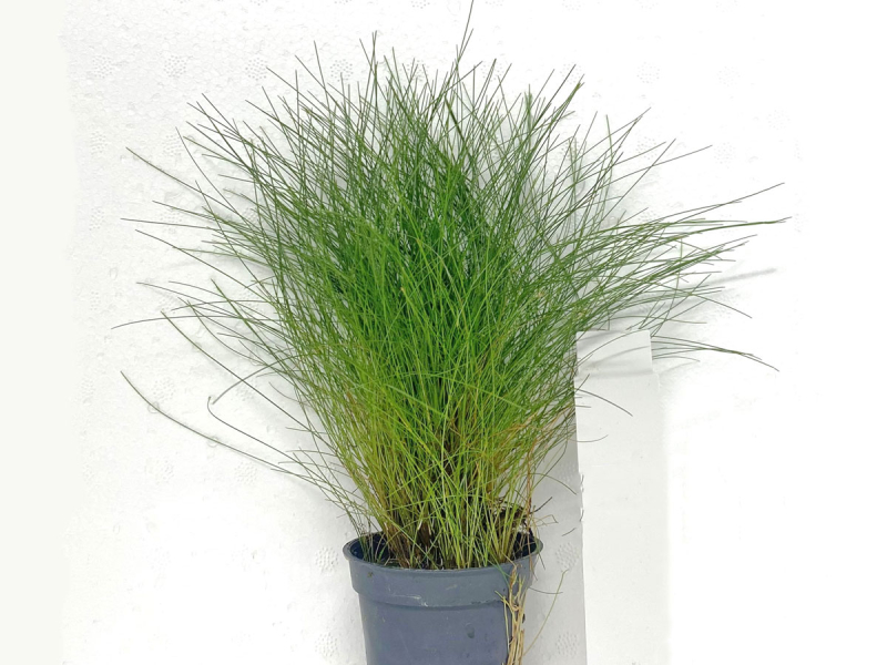 Zwergnadelsimse - Eleocharis parvula